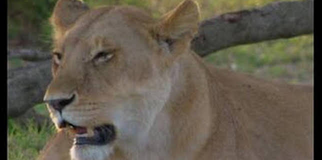 10:10: El linaje de los depredadores: El legado del león | Nat Geo Wild | 12/13 2025