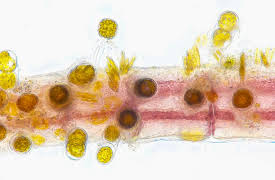 The Hidden Power of Microbes: The Crucial Roles of Marine Microbes