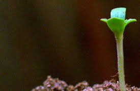 A Curious World: First Life On Earth