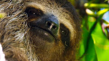 5:00 PM: Planet Earth (S2 E1) (S2) | Yesterday | 12/29 2025