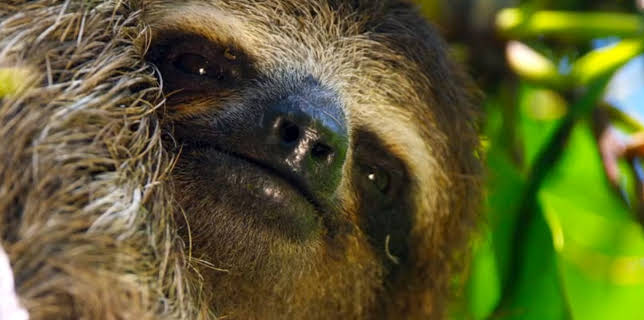 4:00 PM: Planet Earth (S2 E1) (S2) | Yesterday | 11/23 2025