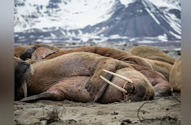 80 NORTH - Sailing On Top Of The World: In The Blink Of A Walrus' Eye.