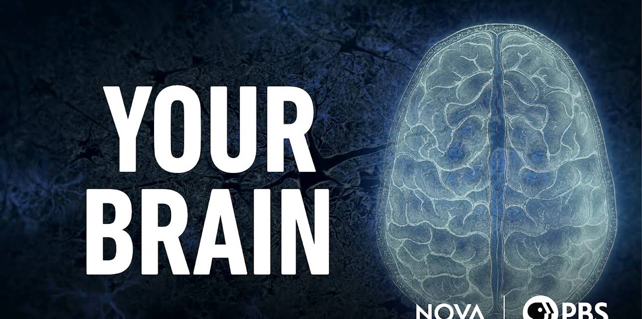 Your Brain