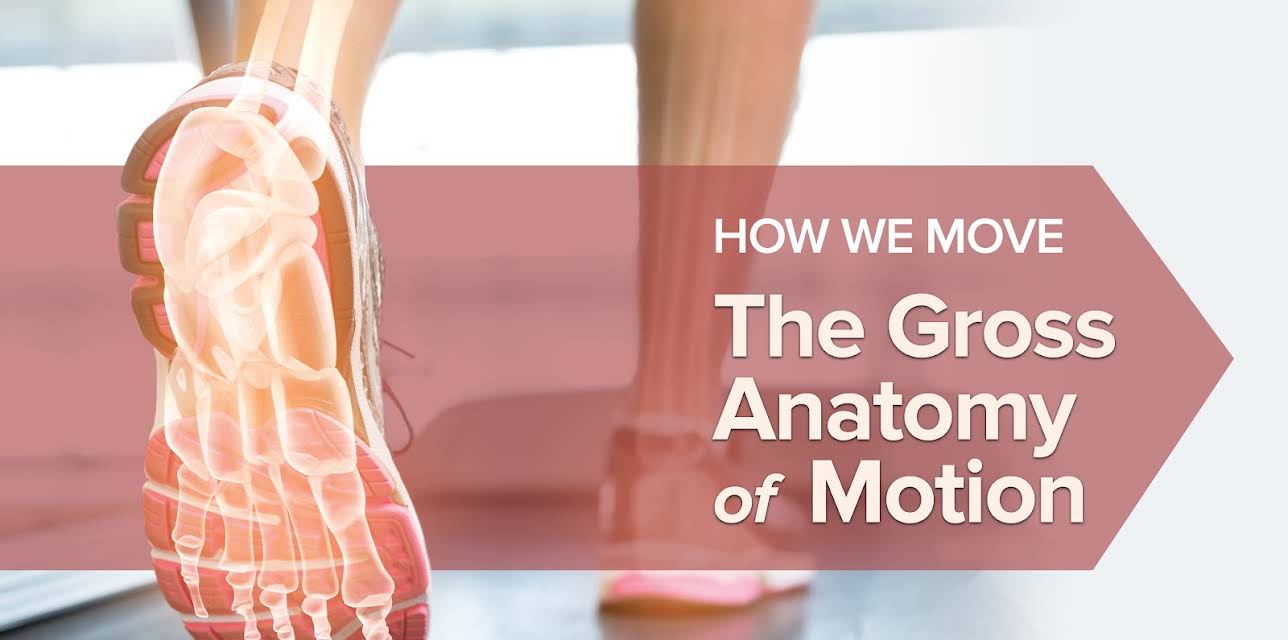 How We Move: The Gross Anatomy of Motion