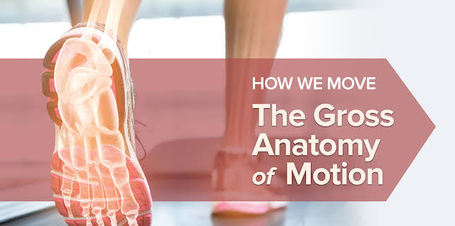 How We Move: The Gross Anatomy of Motion