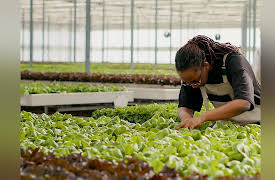 American Farmer: One Seed at a Time