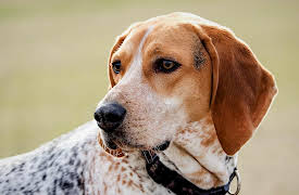 Breed All About It: Coonhound