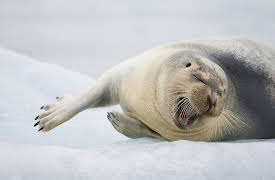 Polar Explorations: Resource Development in Polar Seas