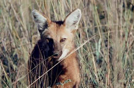 72 Dangerous Animals: Latin America: Killers: Myth or Reality