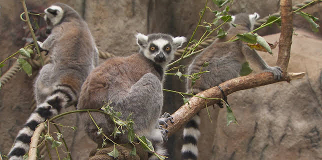 18:00: Dyrepasserne | TV 2 | 11/19 2025