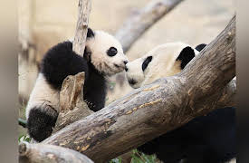 Zoology: Understanding the Animal World: How Animals Raise Their Young