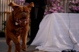 Turner & Hooch, S1: Hooch Machina