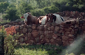 A Taste of South Africa: Cows