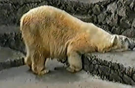 Funniest Pets and People: Season 1: Episode 221