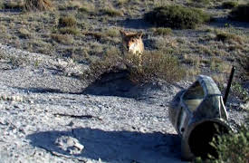 Predator Nation: Colorado CQC