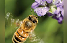 Why Insects Matter: Earth’s Most Essential Species: Pollinators We Cannot Live Without