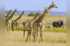 Great Parks Of Africa: Chobe: Land of Learning