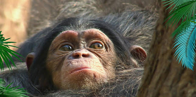 02:55: Elefant, Tiger & Co. (522) | MDR Fernsehen | 1/27 2026