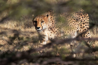 13:20: Mein Afrika - Cheetah und ihre Jungen | 3SAT | 7/14 2026