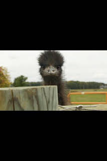 07:00: La increíble granja del Dr. Pol: Noticias bovinas | Nat Geo Wild | 1/8 2026