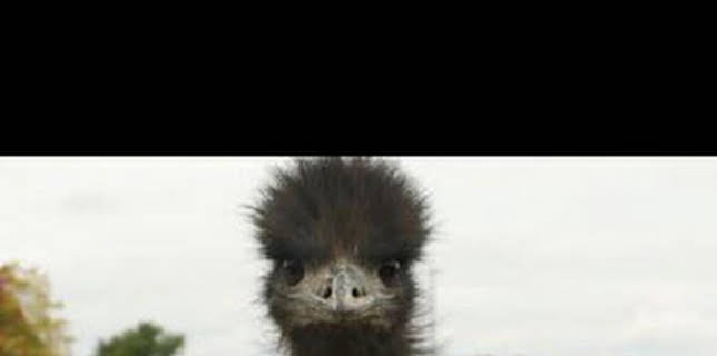 20:30: La increíble granja del Dr. Pol: Noticias bovinas | Nat Geo Wild | 2/13 2026