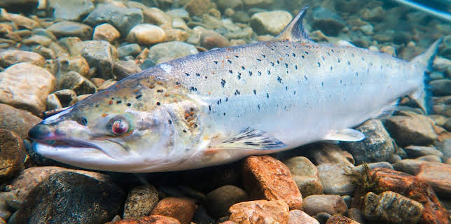 13:45: Den fantastiske villaksen | NRK 2 | 11/19 2025