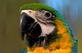 Baby Genius: Mozart And Friends Sleepytime