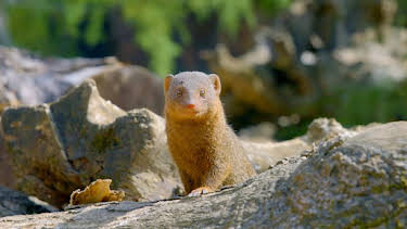 1:35 PM: Go Wild (S2) | Cbeebies | 2/22 2026