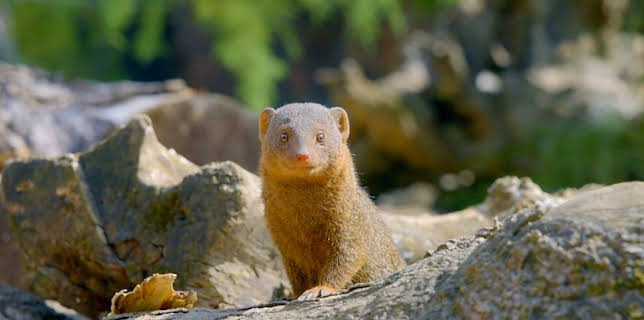 12:35 PM: Go Wild (S2) | Cbeebies | 2/22 2026