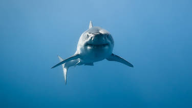 20:00: Shark Week Immersion | Animal Planet | 7/8 2026