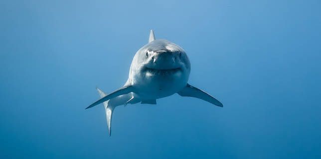 03:45: Shark Week Immersion | Animal Planet | 12/11 2025