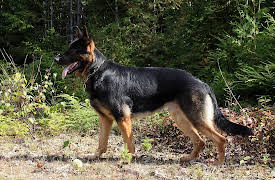 North Woods Law: Warden Warriors