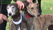 Don Bonifacio y los galgos