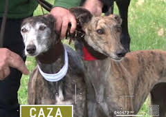 Don Bonifacio y los galgos