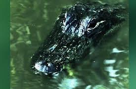 Swamp Wars Season 1: Snake Farm Shootout