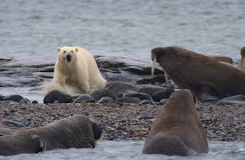 Planet Earth: Episode 6