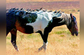 discovery+ Immersions, Season 1: Habitats to Call Home