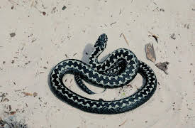 Wild Assassins: Desert