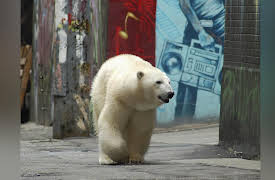 I Was Prey Season 1: Silent Scream