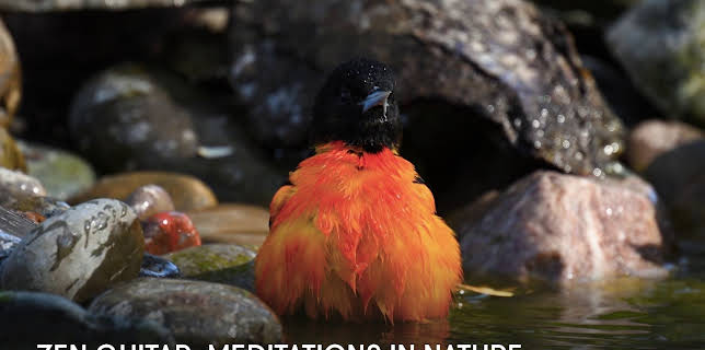 Zen Guitar: Meditations in Nature (2025)