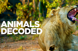 Animals Decoded: Body Language