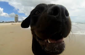 World's Funniest Animals Specials: Summer Fling