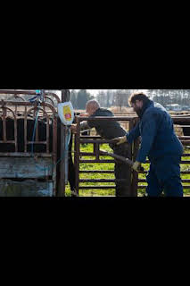 22:35: El increíble doctor Pol: Caniches y compañía | Nat Geo Wild | 4/7 2026