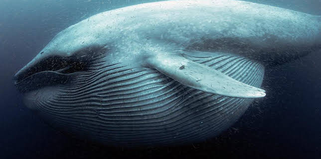 12:40 AM: The Witness Is a Whale | BBC Four | 1/14 2026