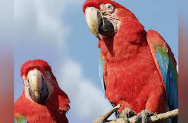Brazil Untamed: Bird Paradise