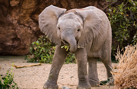 Secrets of the Elephants: Savanna