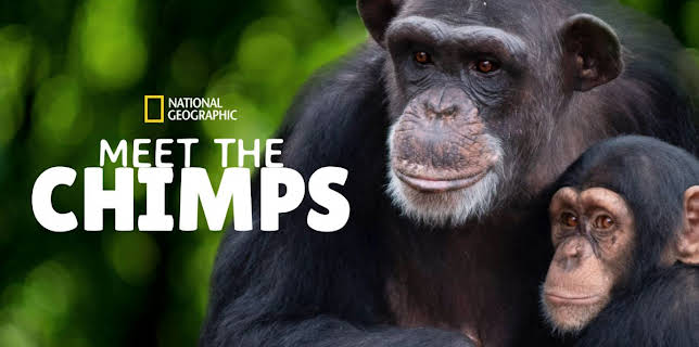 Meet The Chimps