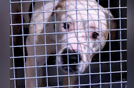 The Dog Rescuers: Episode 9