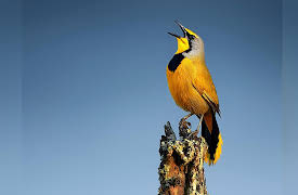 The Scientific Wonder of Birds: Bird Songs and Calls: Music with a Message