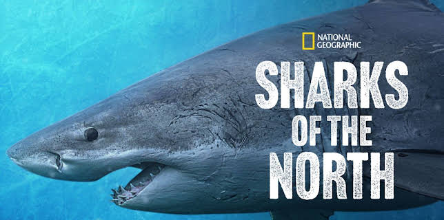 Sharks of the North (2025)